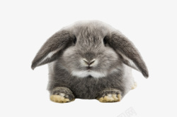 可爱小巧的兔兔素材