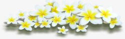 植物手绘花朵白色效果素材