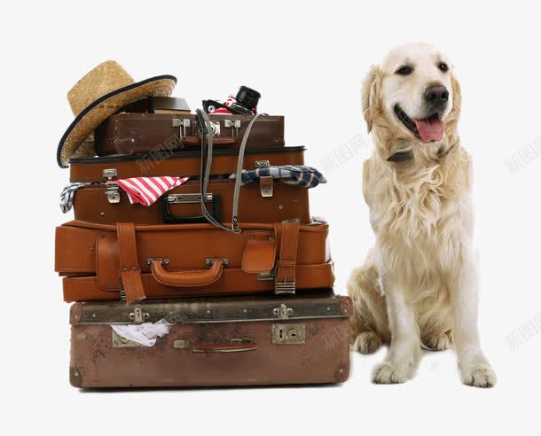 行李箱和金毛犬png免抠素材_新图网 https://ixintu.com 动物 旅游元素 狗狗 行李箱 金毛犬