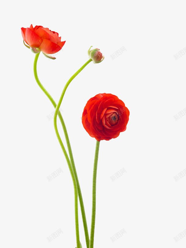 花艺png免抠素材_新图网 https://ixintu.com 红色的花 花朵 花艺
