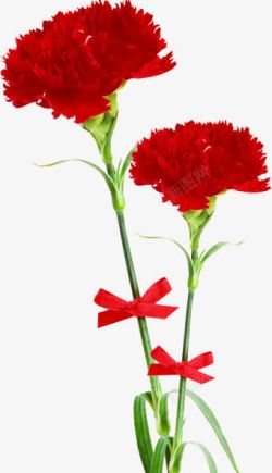 红色花朵植物节日素材