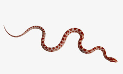 红蛇细细的红蛇高清图片