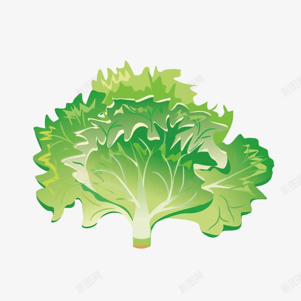 绿色生菜png免抠素材_新图网 https://ixintu.com 图案 生菜 绿色
