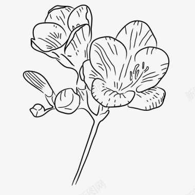 小苍兰植物性花图标图标