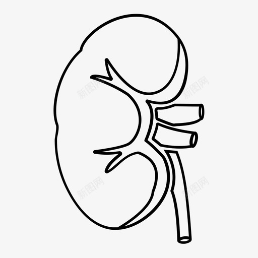 肾脏细节人体器官图标svg_新图网 https://ixintu.com 人体器官 器官 细节 肾脏 轮廓