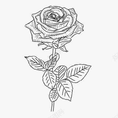 玫瑰植物花卉图标图标