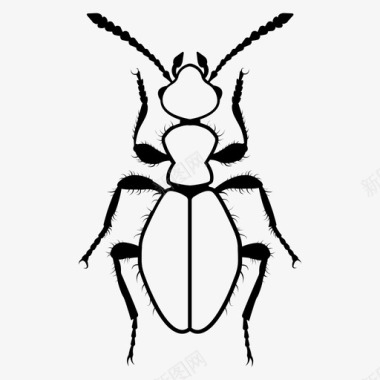蚁形花甲虫蚁花甲虫虫图标图标
