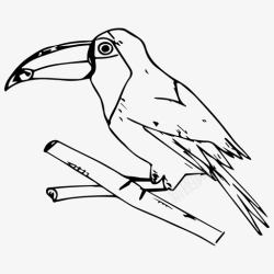 巨嘴大张鸟自然素描图标高清图片