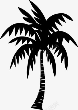 棕榈海滩椰子图标图标
