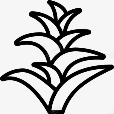 凤梨科植物学直系图标图标