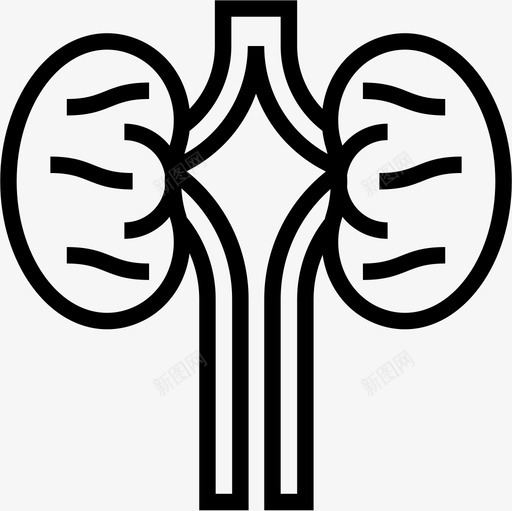 肾脏人体器官3线状图标svg_新图网 https://ixintu.com 人体器官3 线状 肾脏