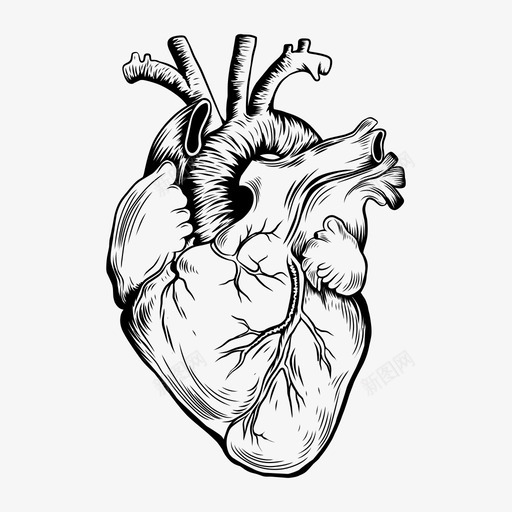 心脏解剖学心脏病学图标svg_新图网 https://ixintu.com 人类 心脏 心脏病 病学 解剖学