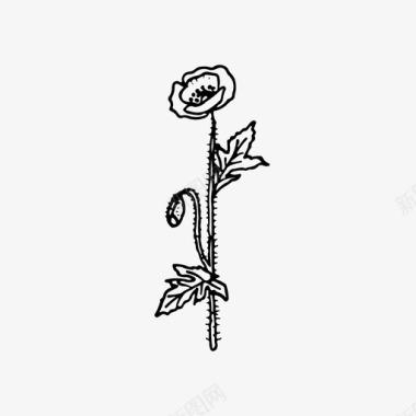 罂粟花手绘图标图标