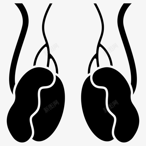 睾丸解剖学生殖图标svg_新图网 https://ixintu.com 人体 器官 字形 生殖 睾丸 精子 解剖学 附睾