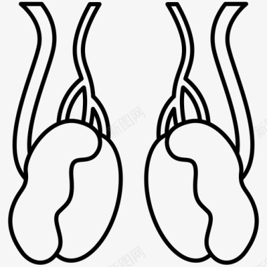 睾丸解剖学附睾图标图标