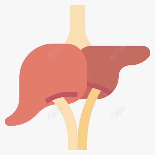肝脏人体解剖学4扁平图标svg_新图网 https://ixintu.com 人体 扁平 肝脏 解剖学