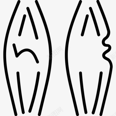 肌肉解剖学生物学图标图标
