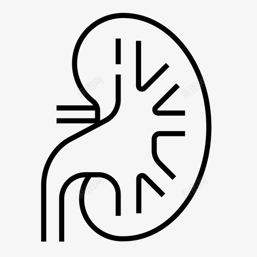 肾脏解剖学人体器官图标svg_新图网 https://ixintu.com 人体 医学 器官 图标 泌尿 线图 肾脏 解剖 解剖学