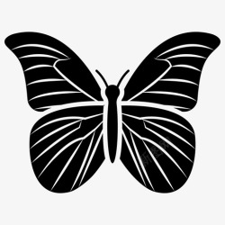 鳞翅蝴蝶蜻蜓昆虫图标高清图片