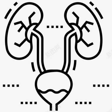 肾脏和膀胱身体部位人体生物学图标图标
