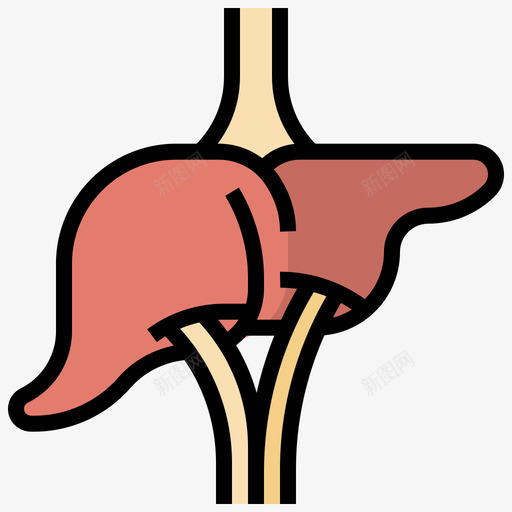 肝脏人体解剖学5线颜色图标svg_新图网 https://ixintu.com 人体 肝脏 解剖学 颜色
