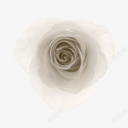 白玫瑰png免抠素材_新图网 https://ixintu.com 玫瑰花瓣 白花朵 花朵