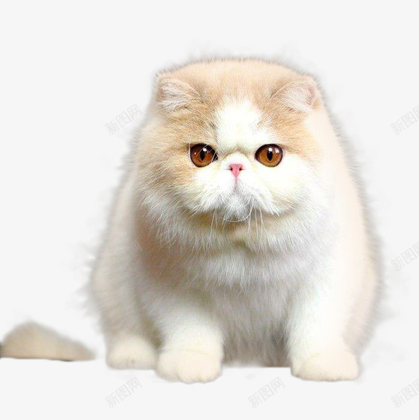 肥胖可爱的加菲猫png免抠素材_新图网 https://ixintu.com PNG 动物 可爱 猫猫