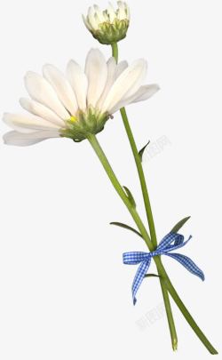 白色花朵花苞素材