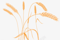 成熟麦穗成熟的麦穗高清图片