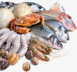 贝类各种海鲜png高清图片