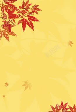 黄色枫叶收获背景背景