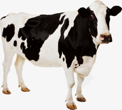 黑白牛可爱的小奶牛7高清图片