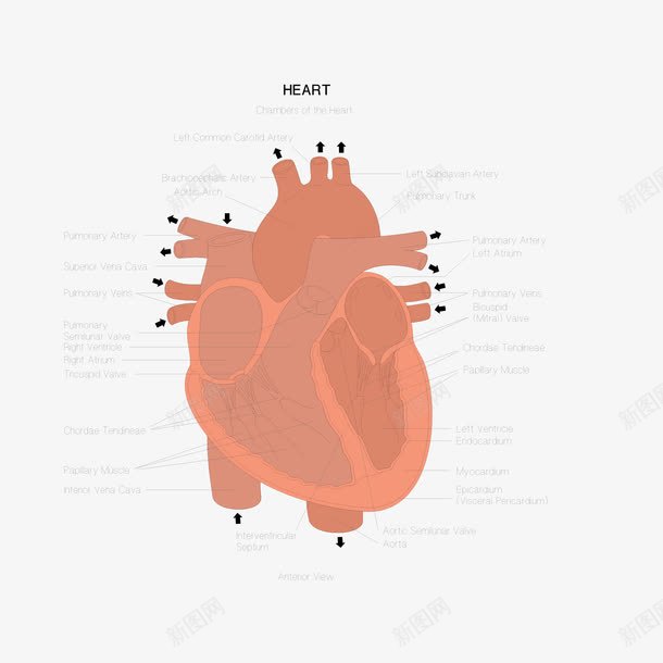 心脏图解图png免抠素材_新图网 https://ixintu.com 五脏 心脏 描述