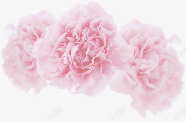 粉色浪漫唯美花朵png免抠素材_新图网 https://ixintu.com 浪漫 粉色 花朵