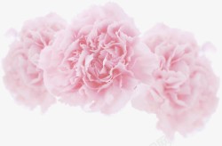 粉色浪漫唯美花朵素材