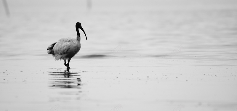 站在水中的鹤背景