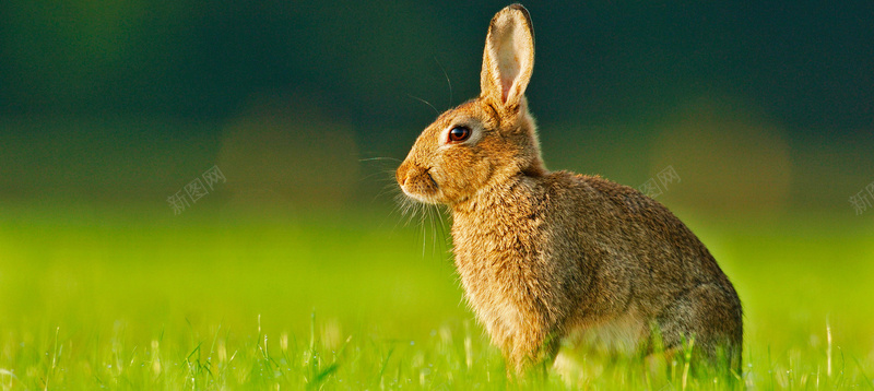 绿色草地小兔子海报背景素材背景