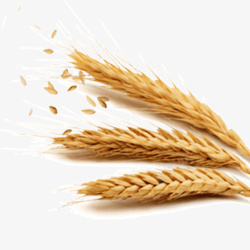 麦子水稻麦粒米素材