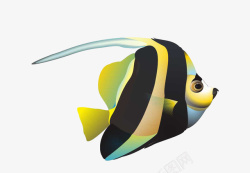 黑色荧光黄黄黑色鱼高清图片