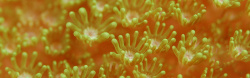 水下生活海洋中的海葵背景高清图片