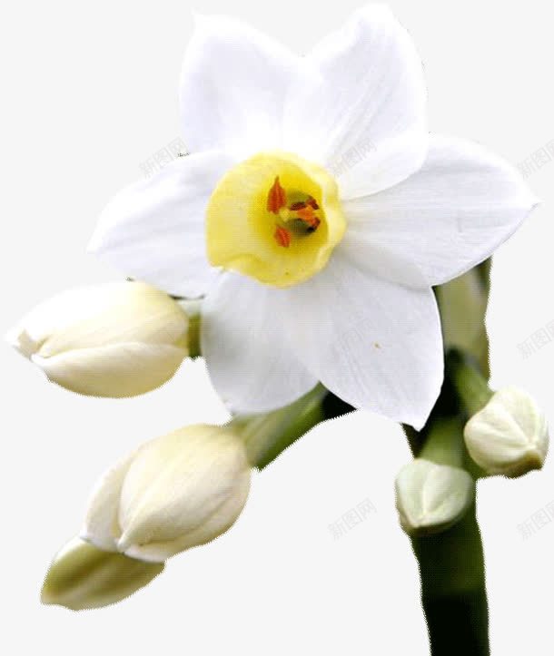 白色花朵花苞png免抠素材_新图网 https://ixintu.com 白色 花朵 花苞