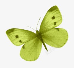 绿蝴蝶素材