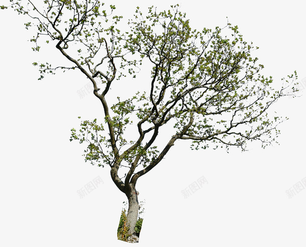 一棵绿树png免抠素材_新图网 https://ixintu.com 实物 树 树木 绿树