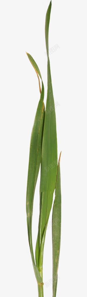 一颗绿色植物叶子png免抠素材_新图网 https://ixintu.com 一颗 叶子 植物 绿色