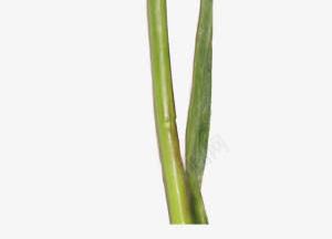 一颗绿色植物叶子png免抠素材_新图网 https://ixintu.com 一颗 叶子 植物 绿色
