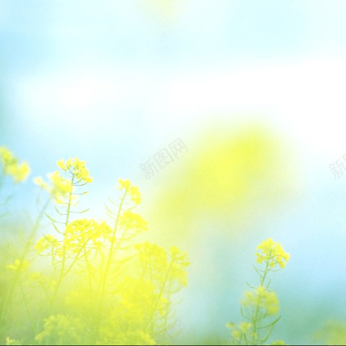 金色油菜花背景