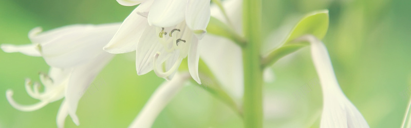 白菊菊花jpg设计背景_新图网 https://ixintu.com 白菊 菊花 阳光 背景banner 海报banner 摄影 风景