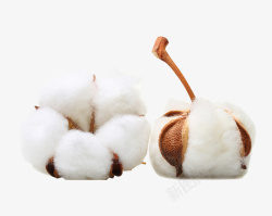天然棉花材质两朵棉花服装高清图片