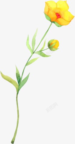 手绘黄色花朵花苞植物素材