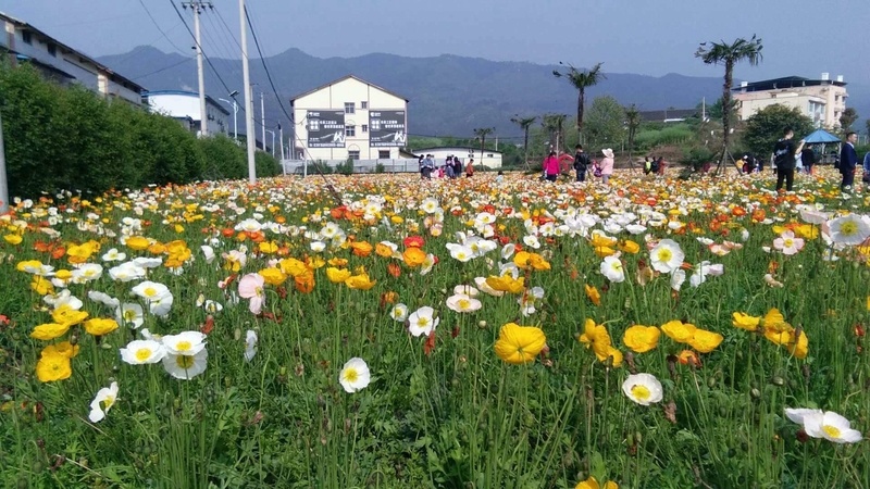 山寺桃花始盛开jpg设计背景_新图网 https://ixintu.com 旅游 清明 风景 鲜花